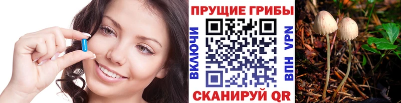 Псилоцибиновые грибы Cubensis  где найти   Вытегра 